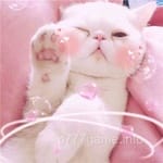 Avatar of Afshan Nisar