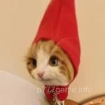 Avatar of Rashid Mehmood